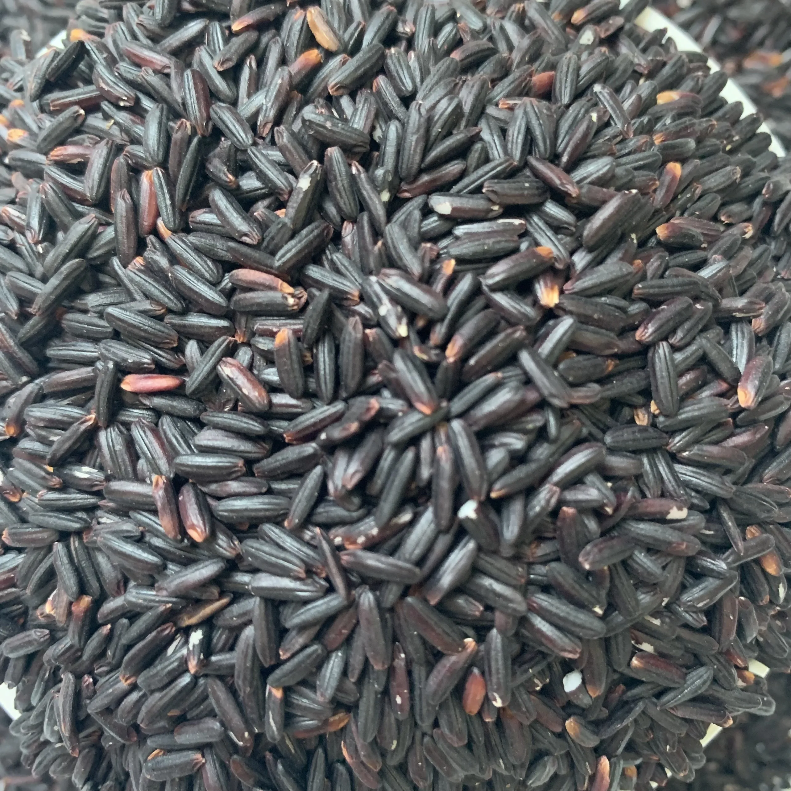 5% BROKEN BLACK RICE SHORT GRAIN PESTICIDE FREE FOR EU STANDARD QUALITY CONTROL RIGHT SPECIFICATIONS