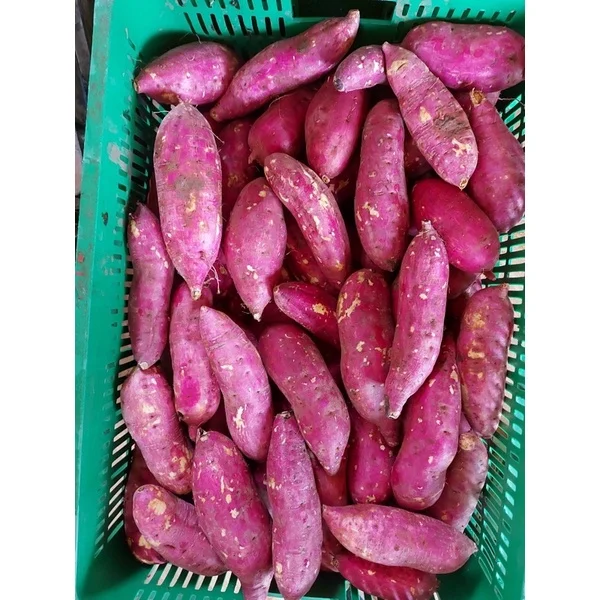 High Quality Fresh Sweet Potato with best price From Vietnam