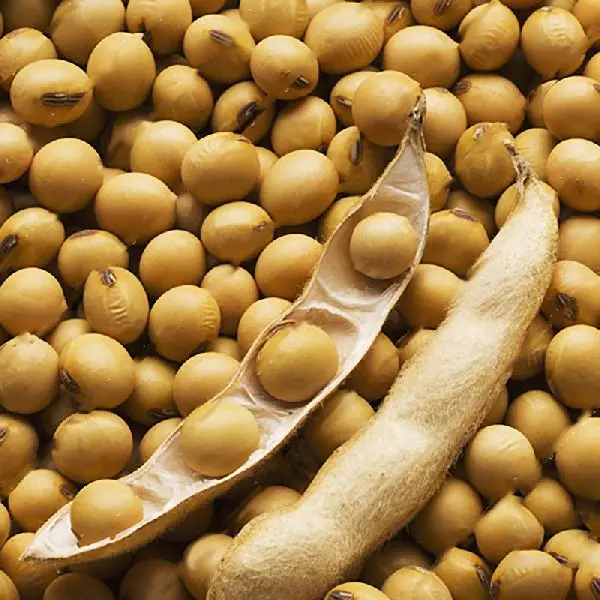 Good Quality Soyabean / Soybeans Seeds / Soy bean for Sale