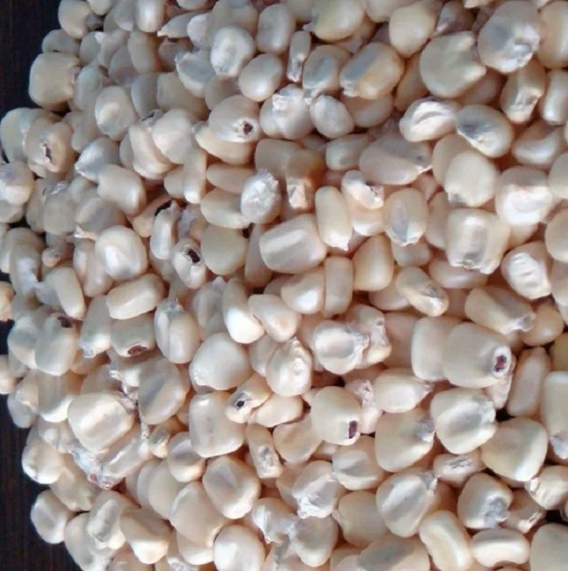 White Corn Non-Gmo (White Maize), White Corn Maize Suppliers