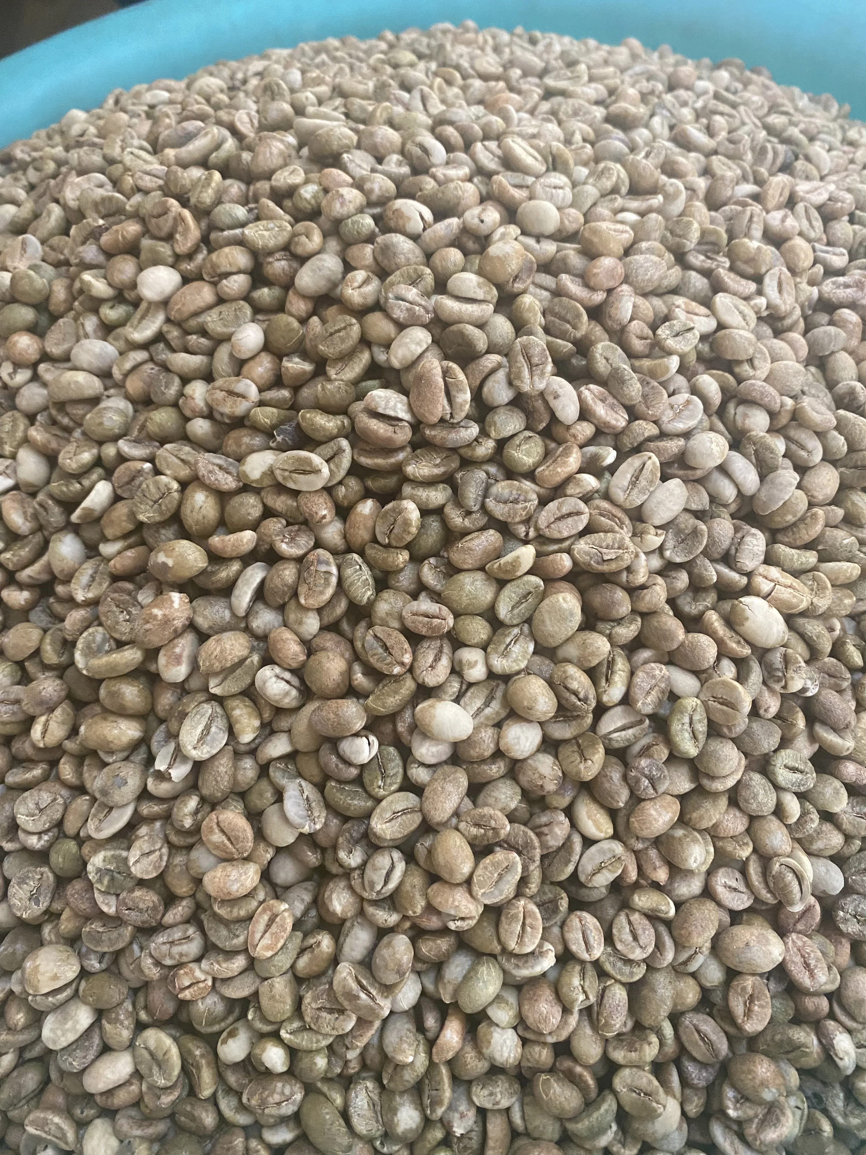 High quality Robusta green coffee