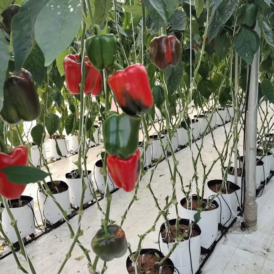 Color Capsicum Bell Yellow Style Mature Weight Pepper Origin Type Size Fresh Spicy Place Model Maturity Cultivation Flavor BEC