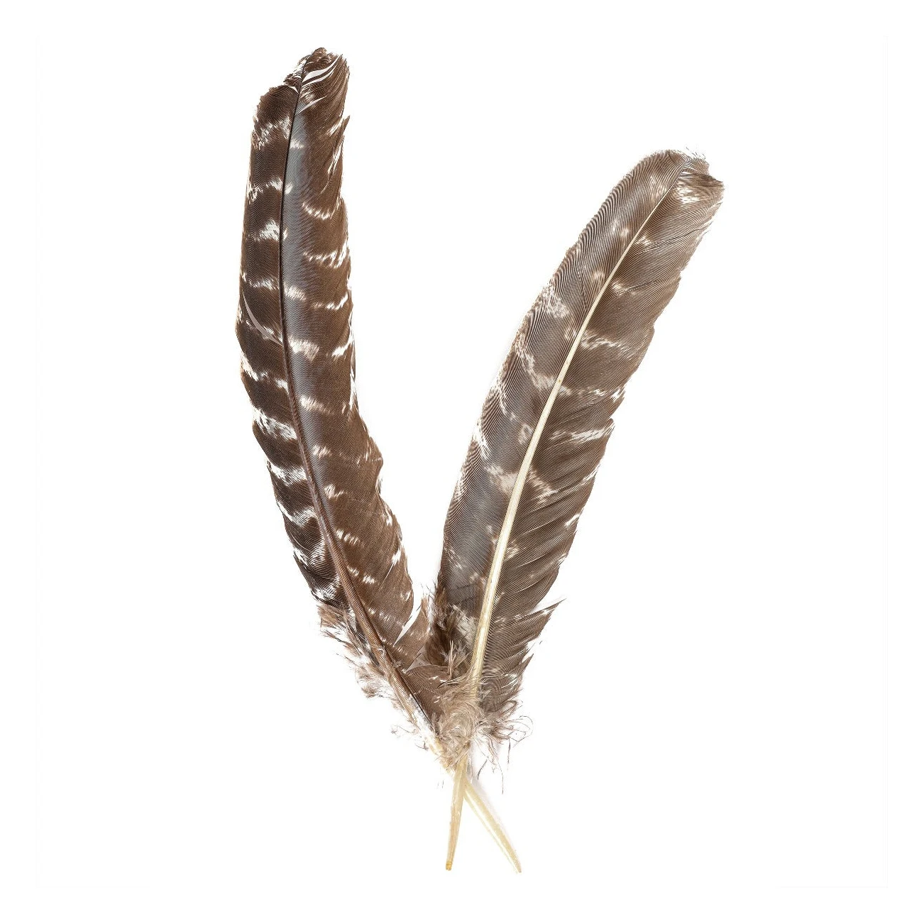 Factory outlet DIY craft colorful turkey marabou feathers for sale