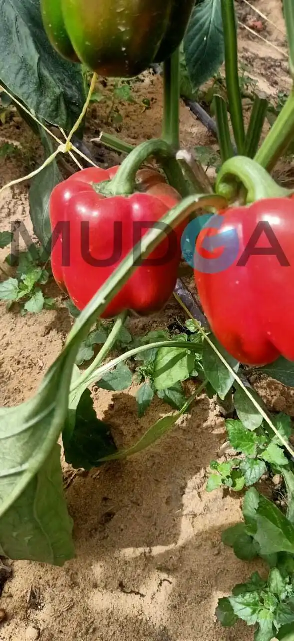 Свежий Египетский Перцовый пинцет, свежий пинцет, Египетский высококачественный свежий сладкий перец, дешевая цена, 100% натуральный