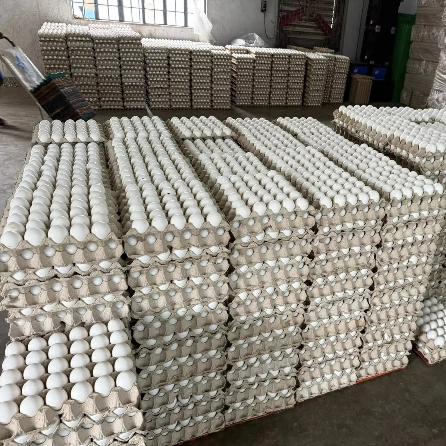 Organic Farm-Fresh White Shell Chicken Fertilized Hatching Eggs Table Fresh Preserved