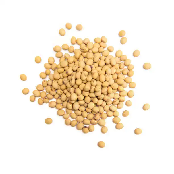 Best Premium Quality GMO Soyabean Beans for Animal Feedings Cheap Price