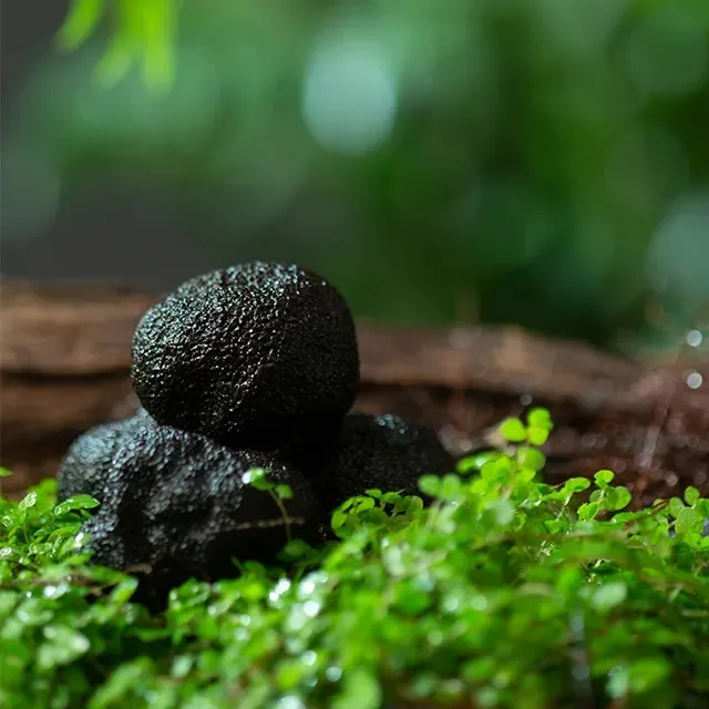 Dried Japanese products wholesales truffles shiitake mushroom