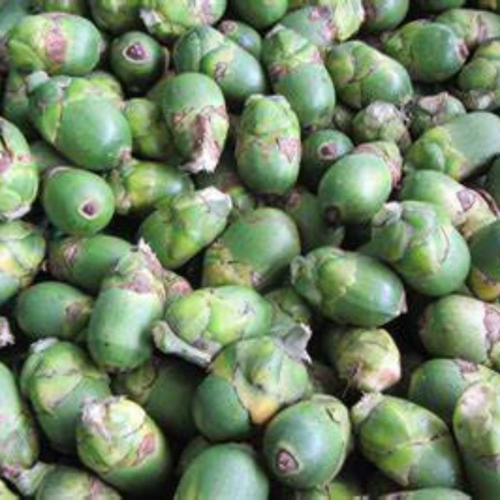 Wholesale  Freezing ARECA IQF Frozen Betel Nut from fresh supari Frozen palm natural exporting standard