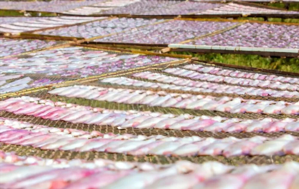 Manufacturer OEM Frozen Specialty Dried Squid Calamari Factory Price Good Quality Wholesale From Viet Nam