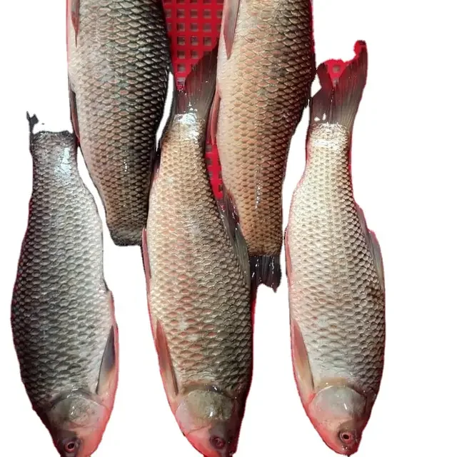 Оптовая продажа свежие замороженные морепродукты филе рыба баррамунди для оптовых (1600729602232)