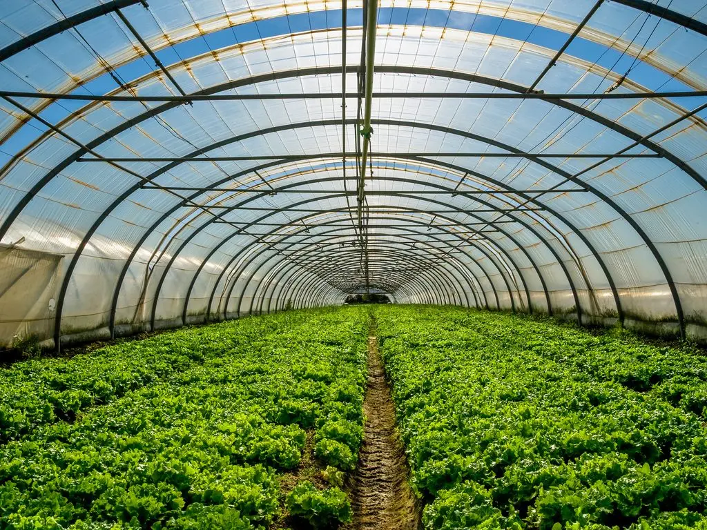 Горячая продажа заводская цена коммерческое пластиковое сельскохозяйственное оборудование пленочный туннель Тепличный технологии для сельского хозяйства