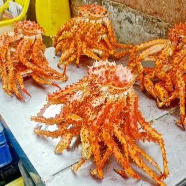 Online Snow Crab, Alaskan King Crabs, Norwegian king crabs