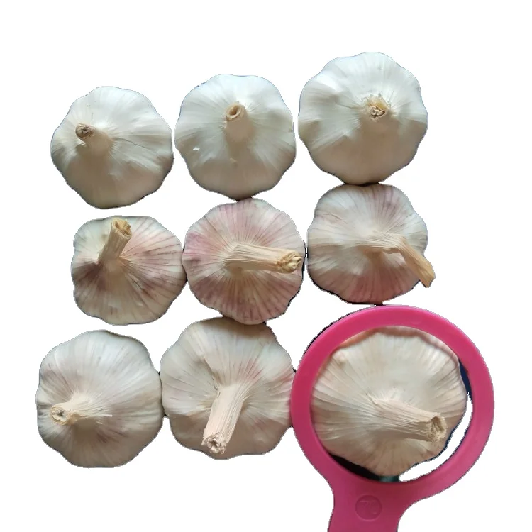 Pure White Fresh Garlic Cheap Price Snow White Garlic China Origin Super White Garlic Bulk Wholesale for Export
