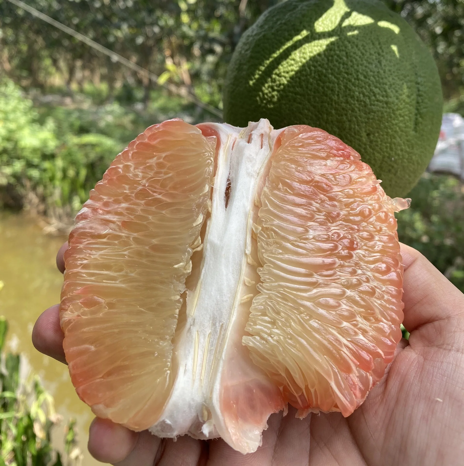 High Quality Fresh Nam Roi Green Pomelo (Grapefruit) from Vietnam Sweet Taste Natural Agriculture Application Best Price ANNA DO