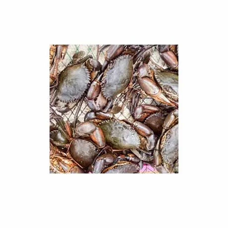 Premium quality fresh mud crab available for direct purchase perfect for culinary dishes.
