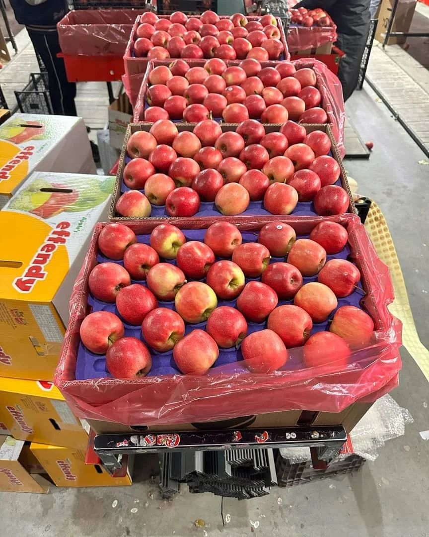 Fresh Apples Red Fuji Green Golden delicious Apples