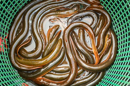 All naturally farmed nutritious eel fish is very tasty and healthy to eat and can be bought at a very low price