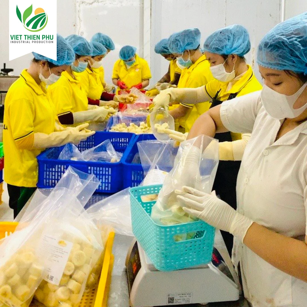 VIET THIEN PHU VTP/OL-03 FROZEN SUPPLIER FROZEN BANANA GOOD PRICE