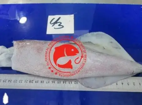 Frozen Whole Loligo Squid For Export in Bulk Quantity High Quality Frozen Loligo Squid Available in Multiple Sizes