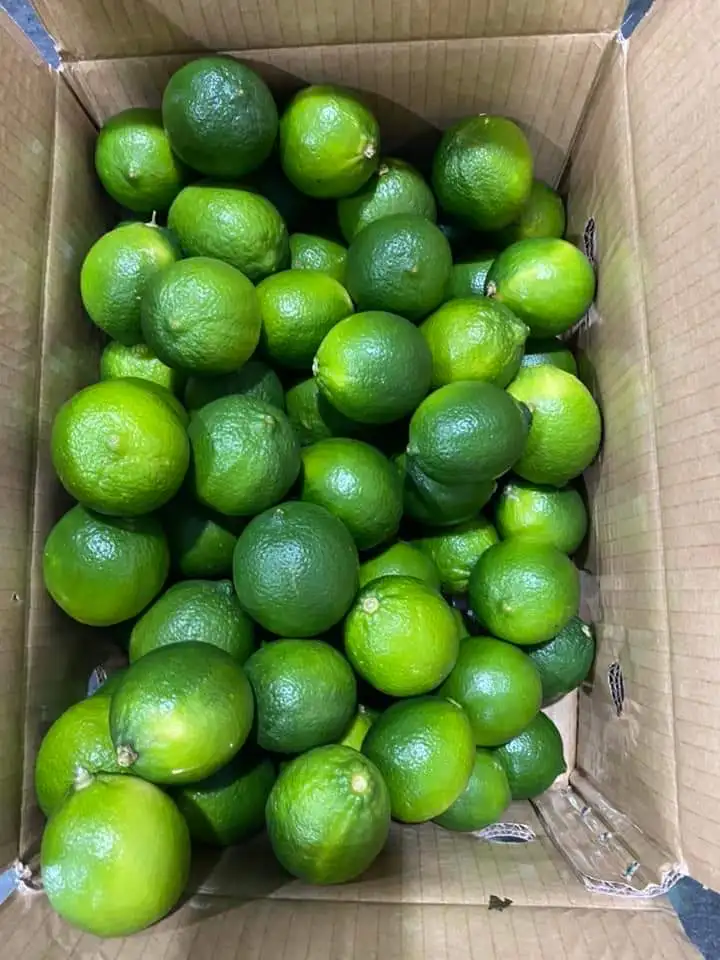 export fresh lemons / quality fresh frozen lemons