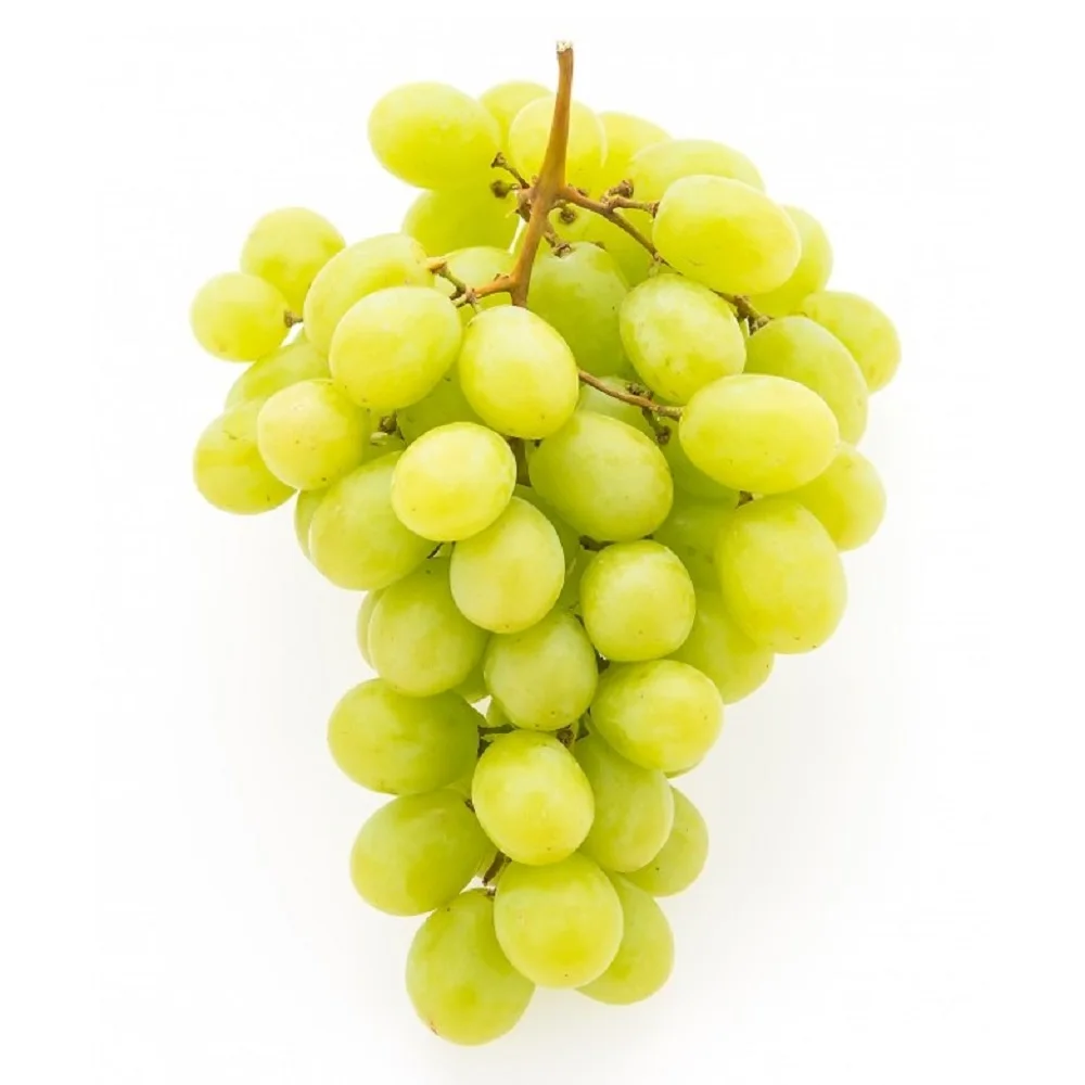 Natural Seedless Fresh Green Grapes New Crop Available Now for Wholesale Price Best in Stock Fast Delivery Buy Today