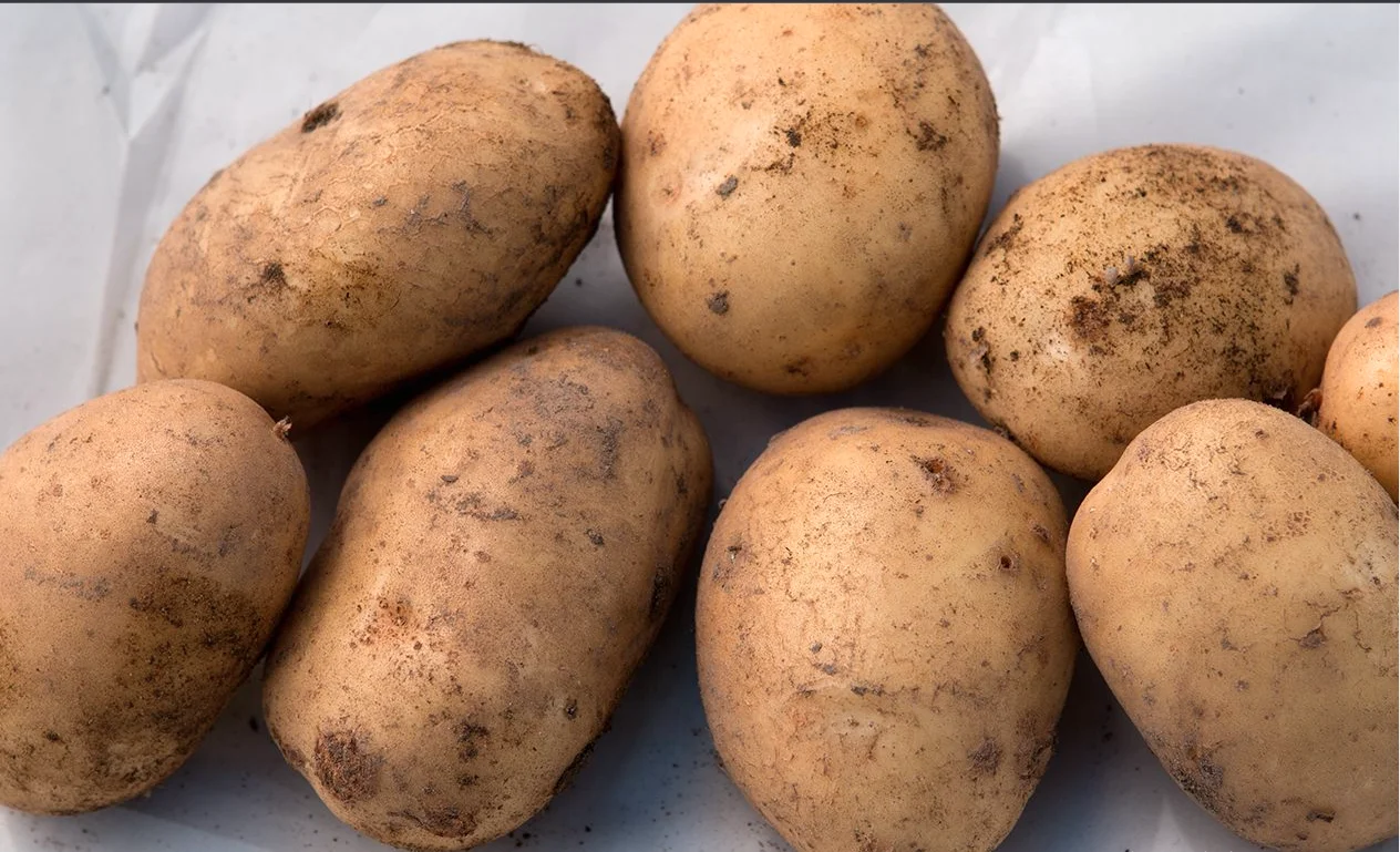 New fresh Potato yellow bulk new crop Top quality per ton good price for wholesale fresh potato professional export potato 2022