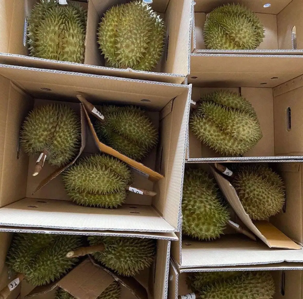 The Best Grade Durian From Thailand.