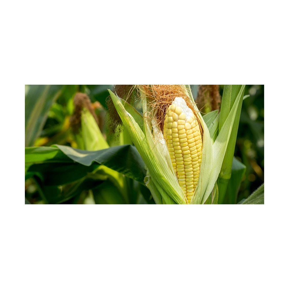 YELLOW CORN FOR HUMAN CONSUMPTION AND ANIMAL FEED
