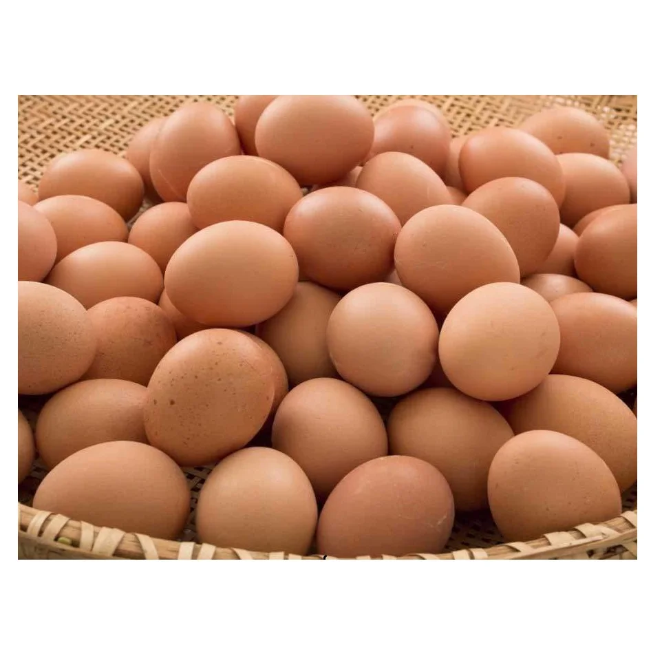 Fresh Organic Poultry Chicken Brown Table Eggs | Halal Top Quality Packed Eggs