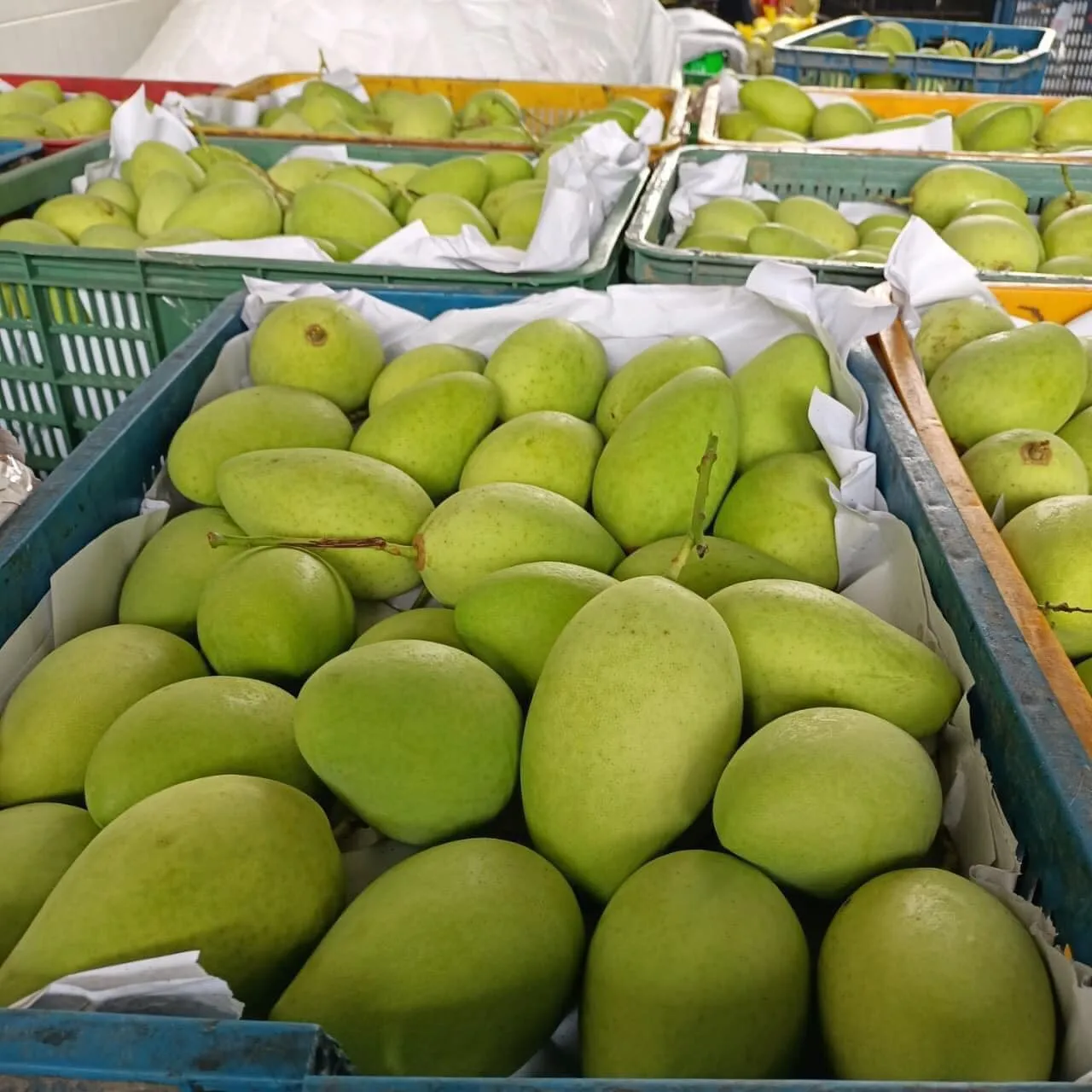 High Quality Fruit Mango Tropical Fruit Sweet and Beautiful Color Vietnamese Mango