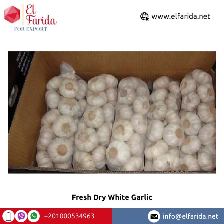 Ведущий поставщик и экспортер египетского чеснока-натуральные овощи свежий сухой белый чеснок по оптовой цене