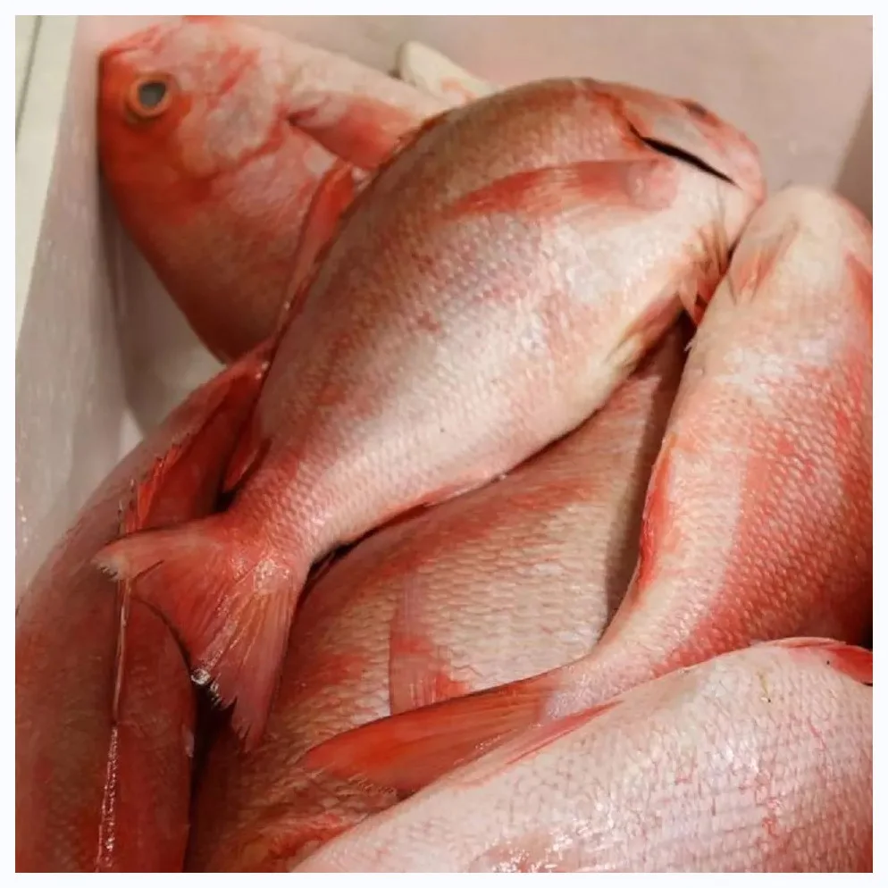 High Quality Frozen Red Seabream Fish Black/Red Sea Bream Whole Individual Supply New Product Type Fish Frozen fresh red