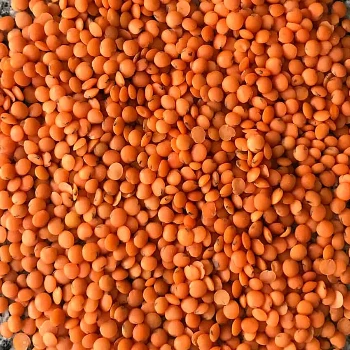 High Quality Bulk Dried whole/split, Red, Green Lentils