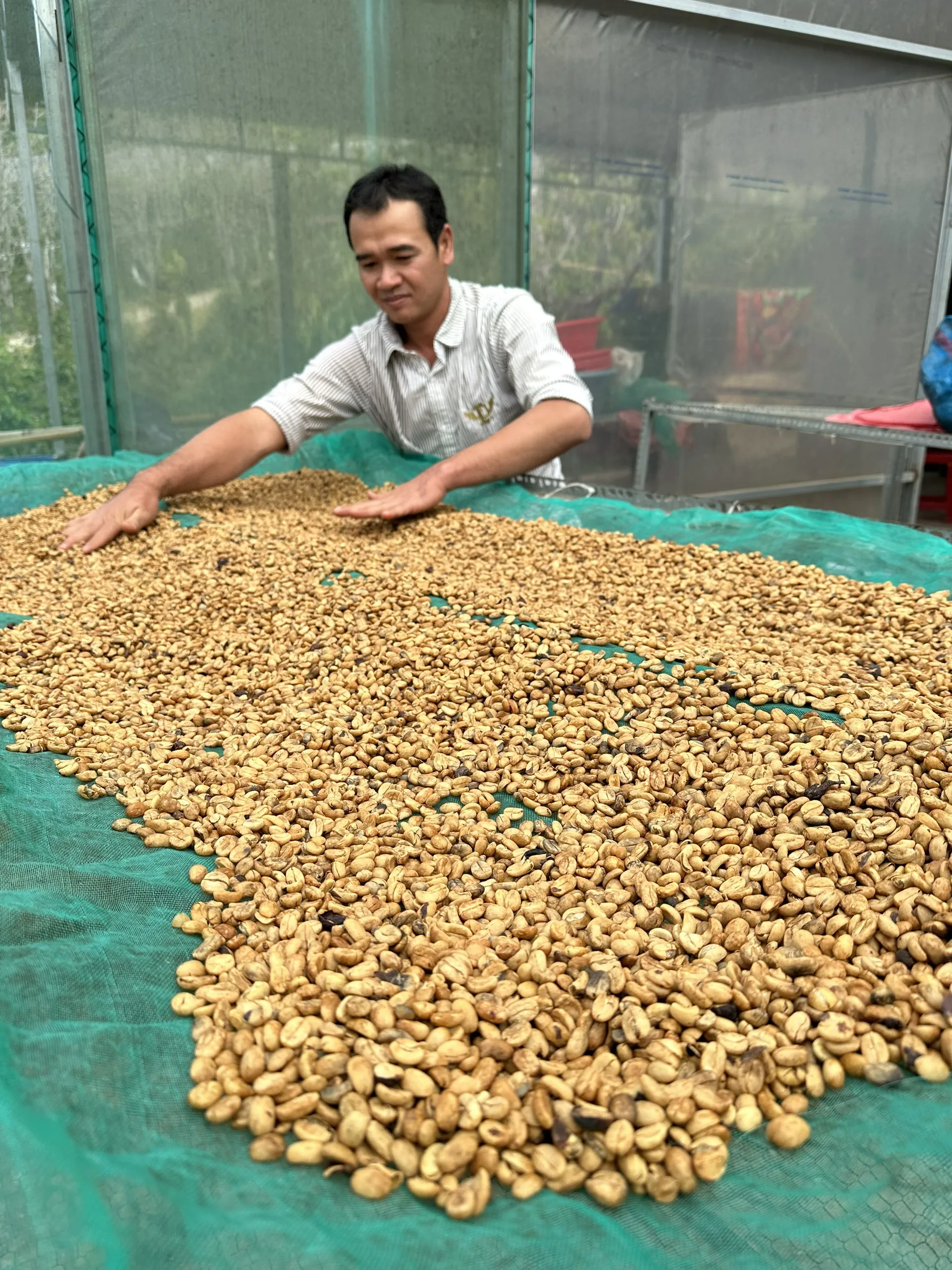 Unroasted Arabica Coffee Beans Wash Process Natural Flavor High Quality 18 Month Shelf Life from Di Linh Plateau of Vietnam