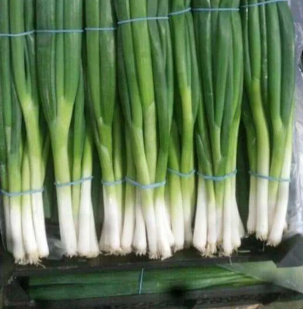 spring onion fresh and clean