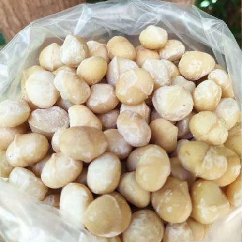 Macadamia Nuts in Shell from Vietnam Competitive Price Kim Style Time Packaging Pack Origin Type Nut Dried Grade Days ISO Place