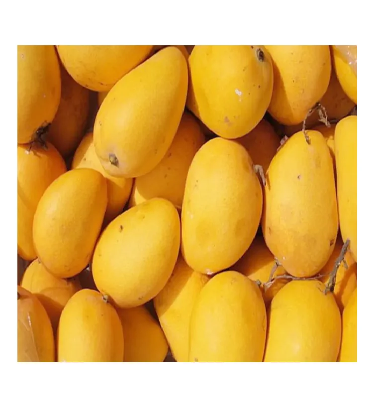 Mango Fresh Yellow and Green Delicious Taste Premium Quality With Customized Packaging Logo Discounted Price