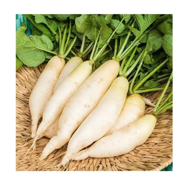 Bulk Stock Available Of Fresh Vegetables Radish At Wholesale Prices