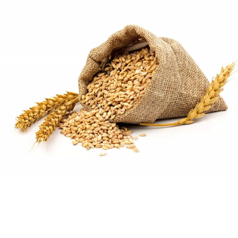 Organic Dried Wheat Grain for Human Consumption and Animal Feed Imported and Exported for Sales