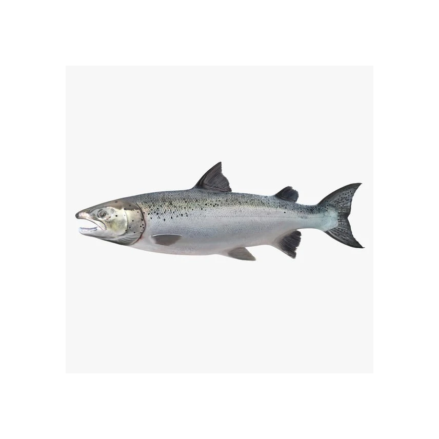Hot sale Frozen Atlantic Salmon Fish ready for sale Farm Raised Atlantic Salmon Fillet Seafood Frozen Salmon Fish From