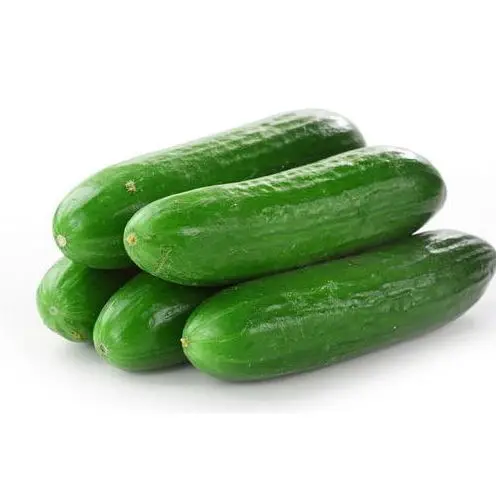 Big Sale for Fresh and Tasty Cucumber from Vietnam Organic Cucumber for EU USA Japan UAE Market Natural Fresh Cucumber Frozen