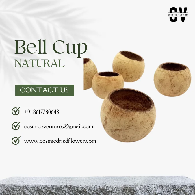 High Quality Wholesale Natural Bell Cup: Natural & Bleached for Christmas Decor & Other Festive Decor