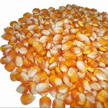 Premium High Quality Yellow Corn Maize Grains Feed Corn Maize for Animal