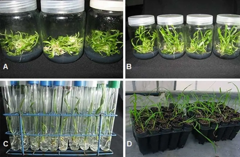 Tissue Culture Date Palm Garden Seedlings Packed with High Fibre Coco Peat...