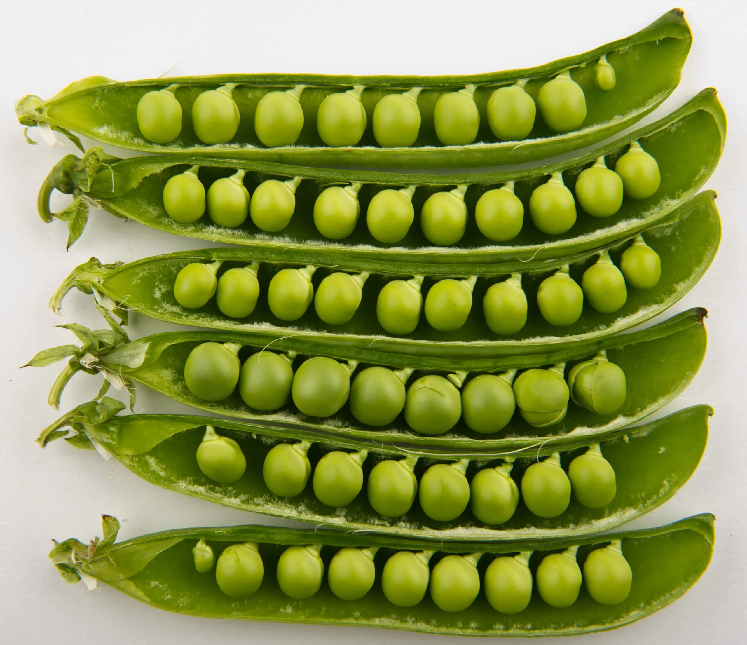 High Selling Vegetable Green peas From India Exporters