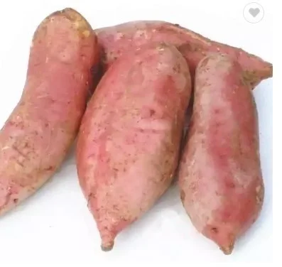 Export high quality fresh sweet potato with cheap price