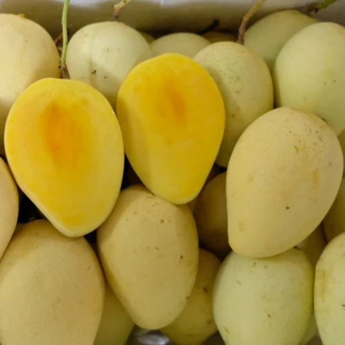 Fresh mango type kaew sweet dark yellow meet ready for ship export into many country all over the world
