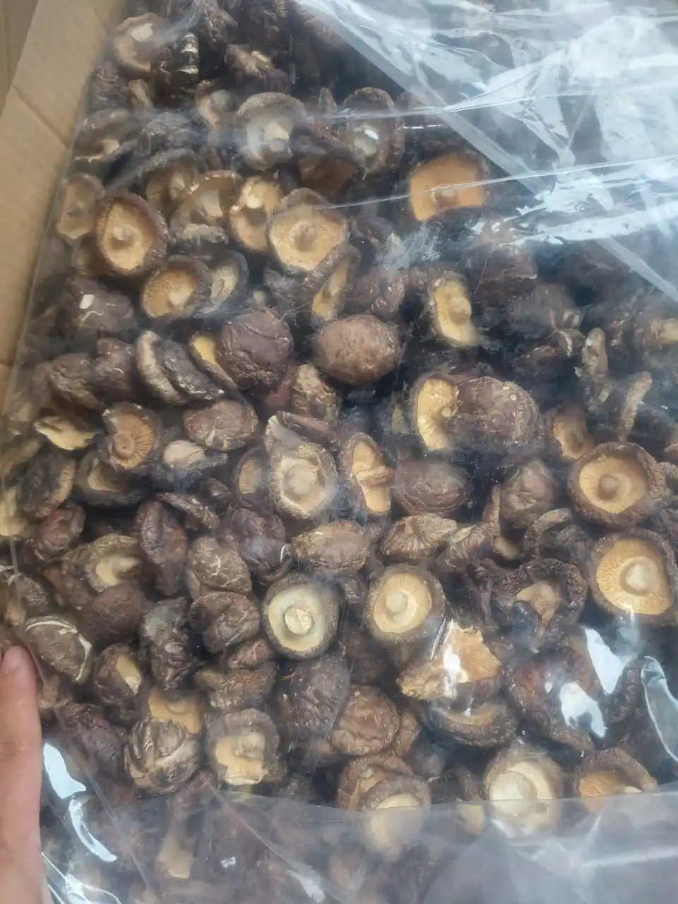 1kg 4cm Wholesale Bulk Dried Shiitake Mushroom Prices 99GD Raw Material Flavors High Quality