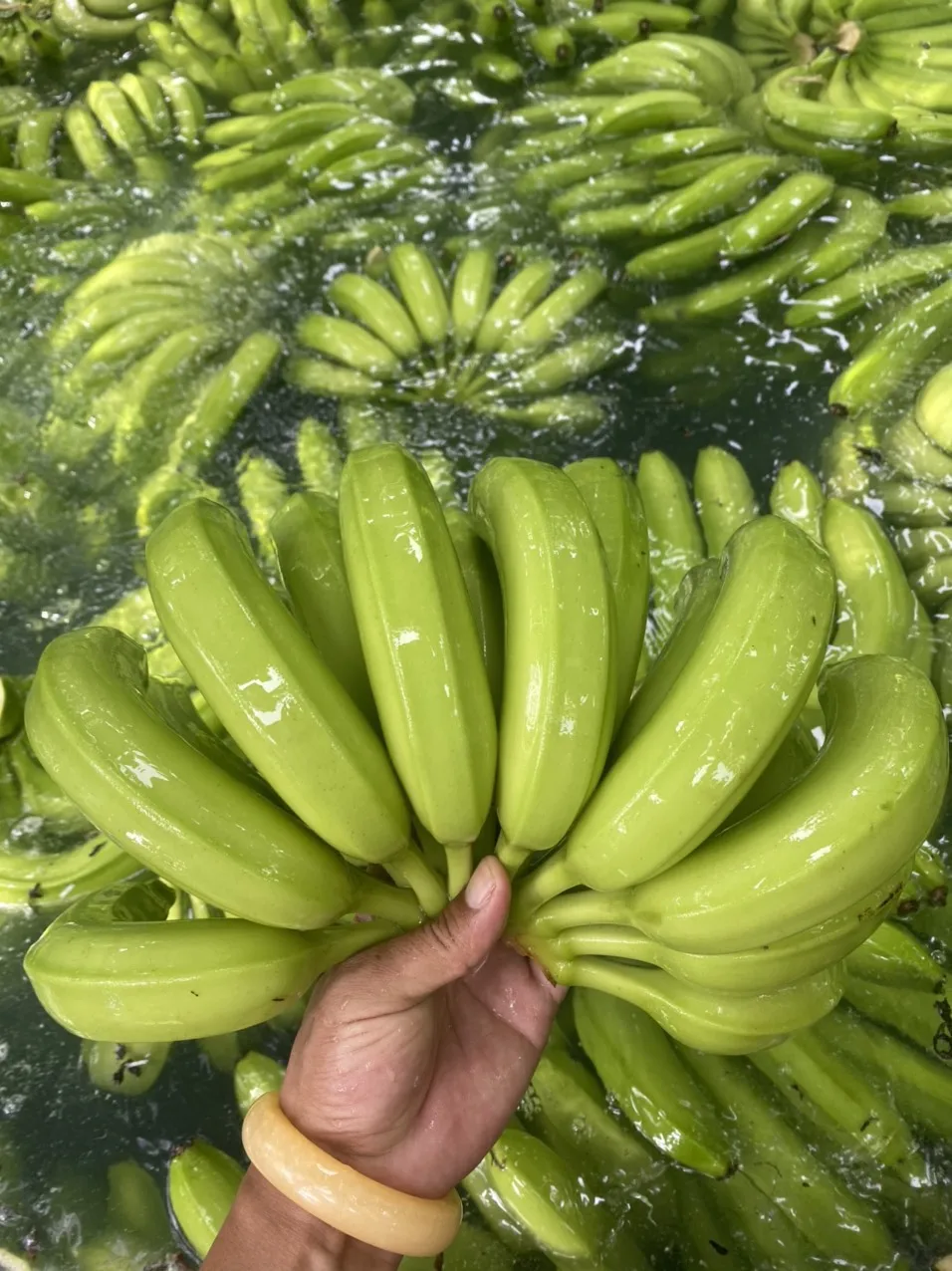 Fresh Cavendish Banana with High Quality from Vietnam Export Standard Common Cultivation
