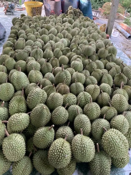 Vietnamese standard premium frozen seedless durian Ms Sophie